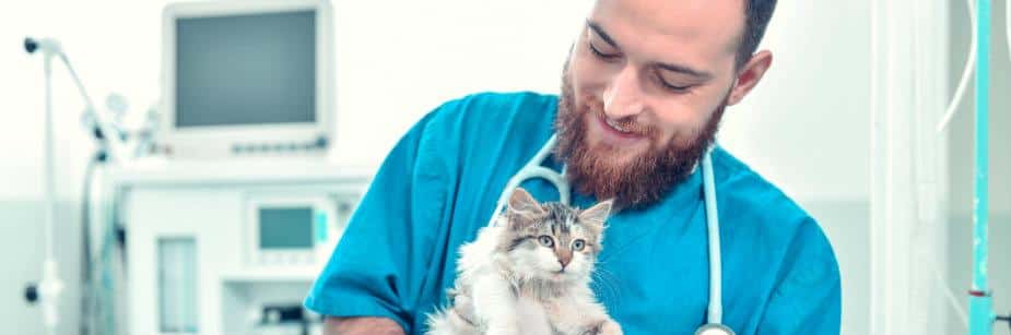 médico veterinário e gato