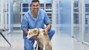 mercado de trabalho medicina veterinária