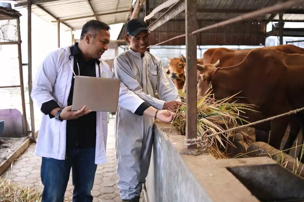 dois homens alimentando vacas em celeiro