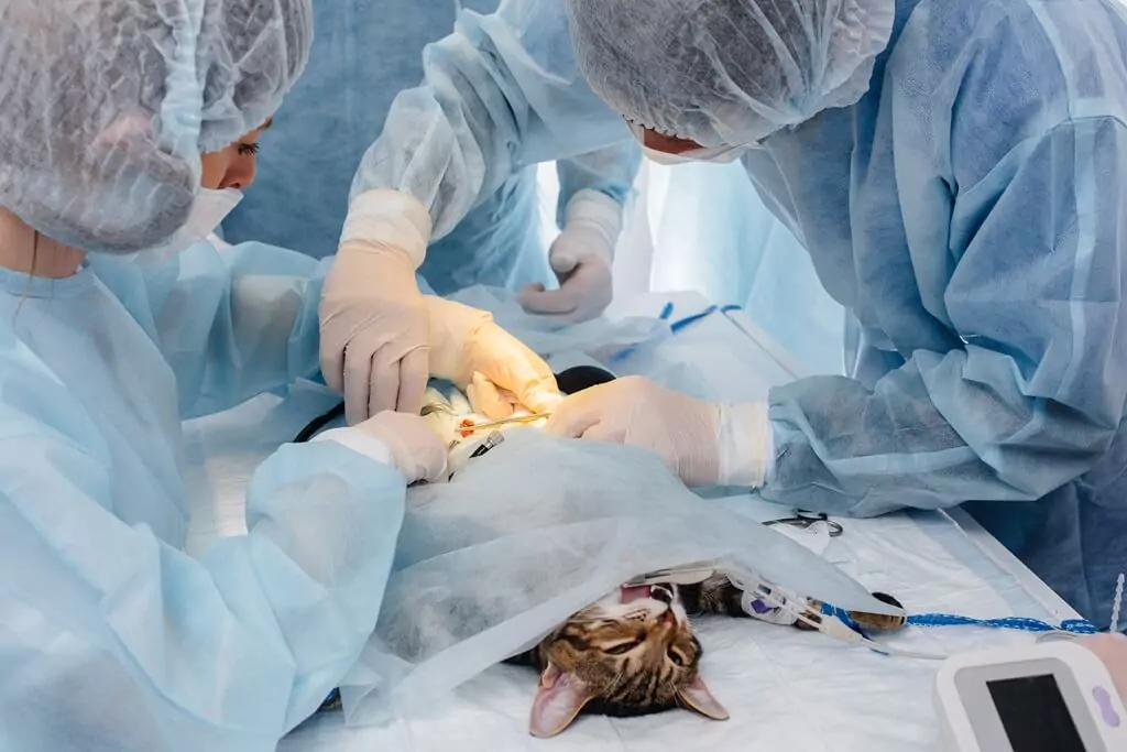 veterinário e equipe operando gato